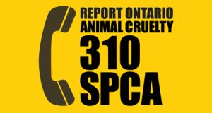 310 SPCA - rep[ort animal cruelty in Toronto