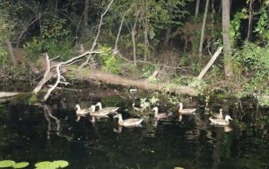 brown ducks in toronto islands